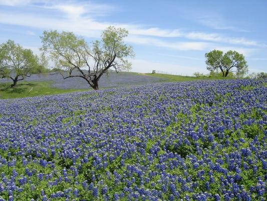 Your Denton Realtor. We know Denton, lived here, went to school here.