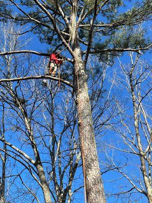 Woodpecker Tree Service