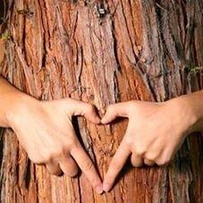 Bluebonnet Lawn and Tree