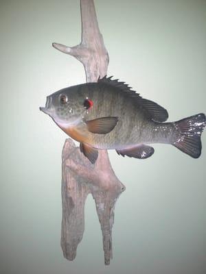 Chandler's Authentic Taxidermy