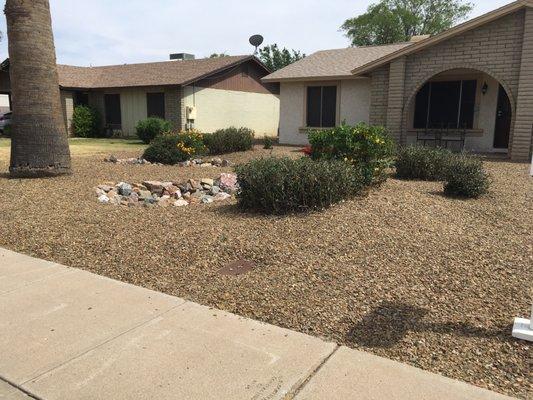All the weeds gone, sprayed so they will not grow back, sculpted all of the bushes and raked the gravel. Last time they trimmed the palm.