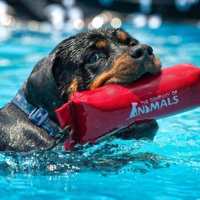 International, AKC Champion Scocars Atta Girl Wins The Gold UD