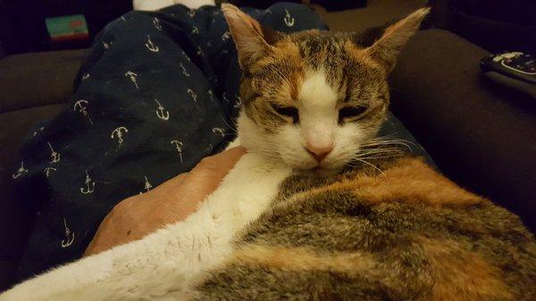 Meow great doctor for my master