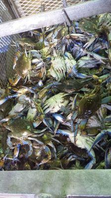 L&L Crab