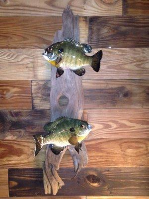 Melchior's Taxidermy