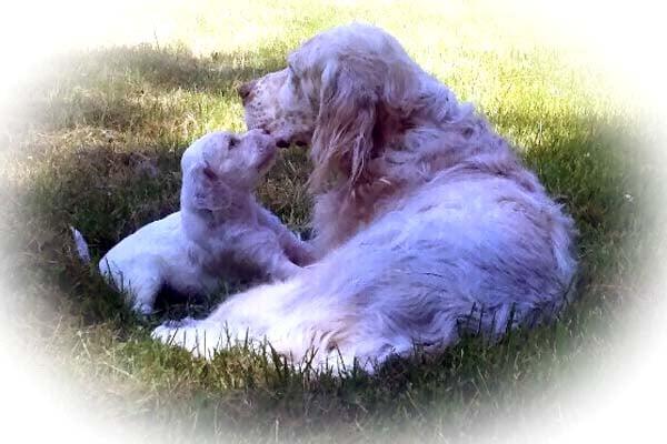 Oakley English Setters