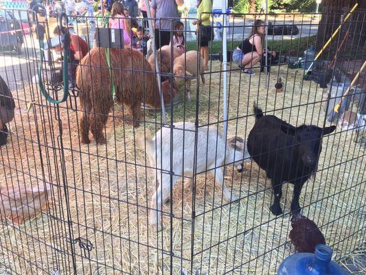 Petting Zoo