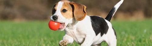 Kota's Center For Canine Behavior