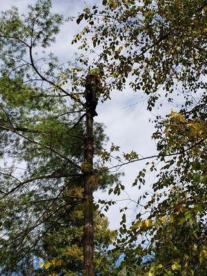 II Busy Bee's Lawn N' Tree Service