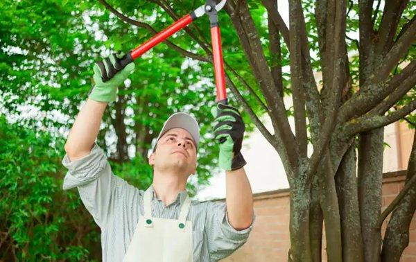 Ramirez Landscaping & Renovations