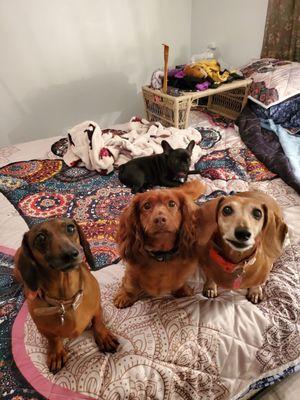 Mis Avie's Sit & Stay Pet Parlor