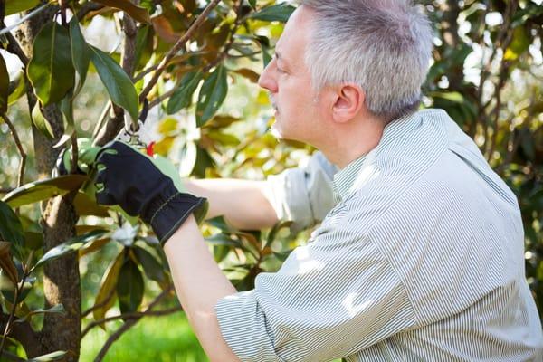 Certified Arborist inspecting a tree.