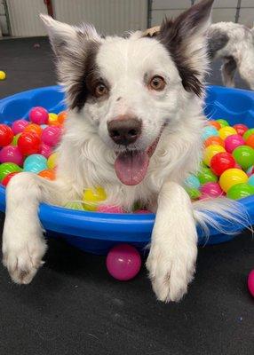 Striding forward pawsitively with your doggy daycare, grooming, boarding, and training needs!