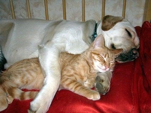 Pet Stretch LLC