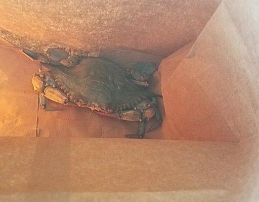 They sell live blue crabs!