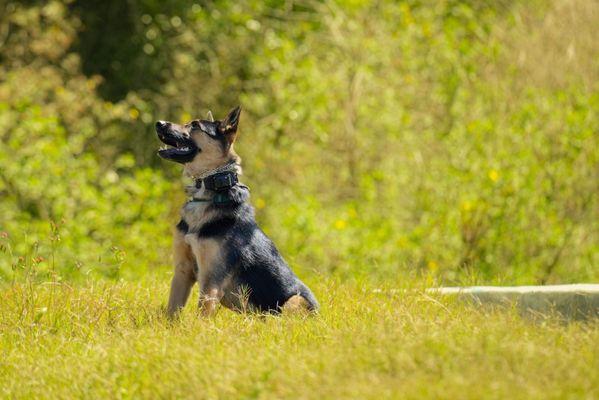 Paws Unleashed Dog Boarding & Training Center