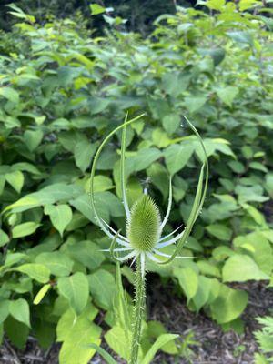 Hudson Garden Scapes