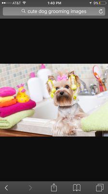 Sassy Suds Dog Grooming