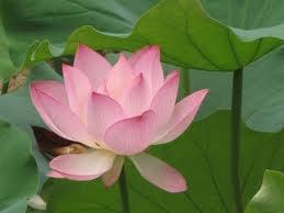 Reprieve Massage and Bodywork