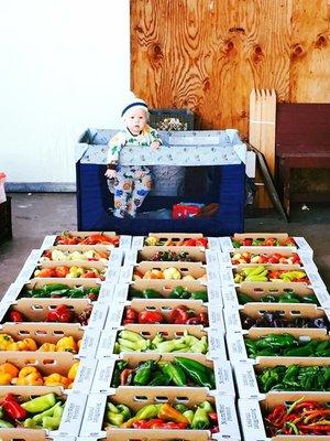 Krueger Pepper Gardens