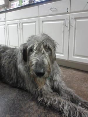 Florrie,office greeter.