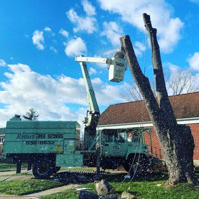 Bertha's Tree Service