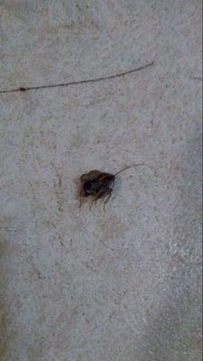 Greystone Apartments