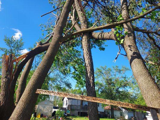 Living Color Tree Service