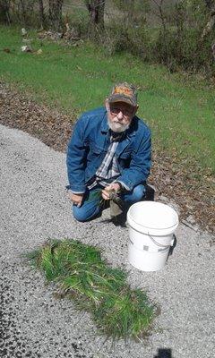 Gathering wild onions