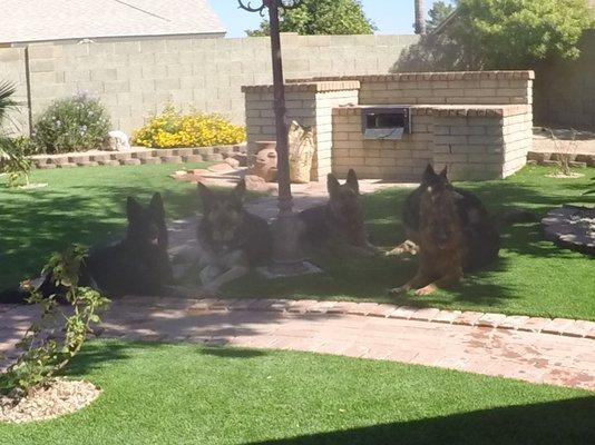 Great Companion Dog Training