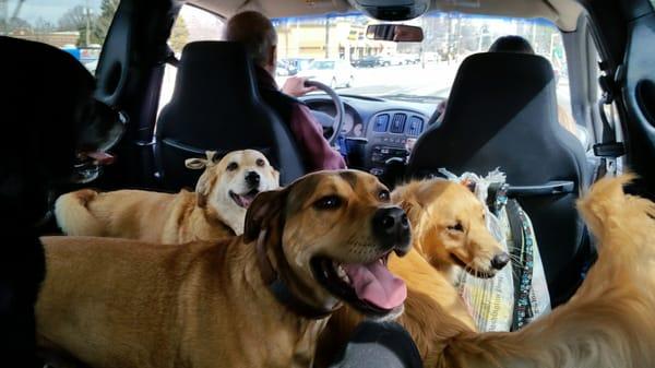 Furry Smiles Pet Care