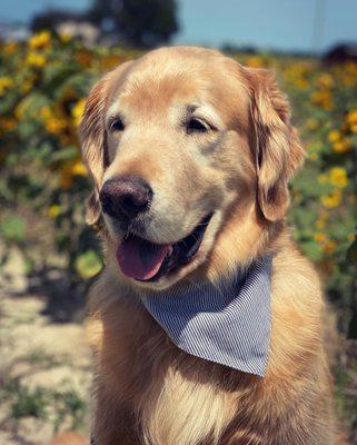 Beachside Paws