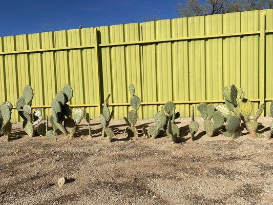 Desert Rain Landscaping