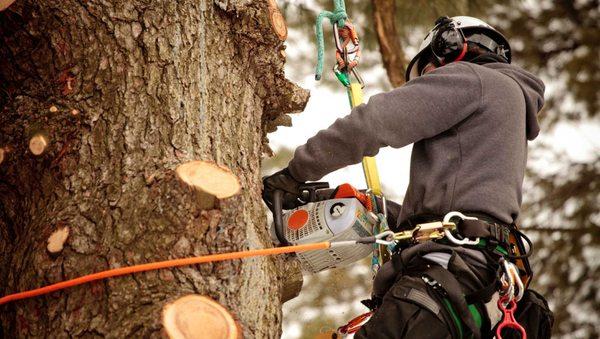 Jakkam Tree Service
