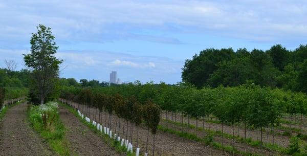 A nursery with a 'Capitol' view