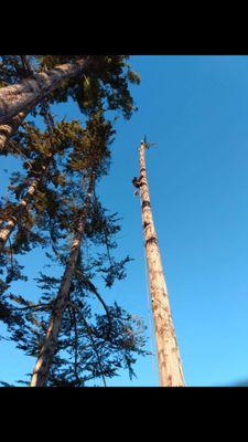 Backwoods Tree Service