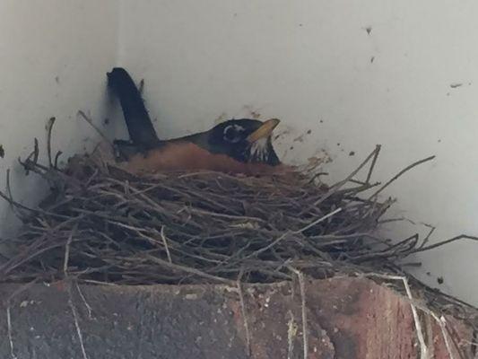 Our little bird mascot