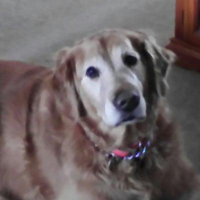 Lewis Boulevard Animal Hospital