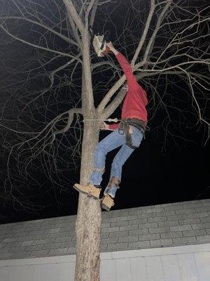 Genuine Tree Service