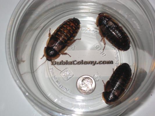 Dubia Colony, Adult Dubia