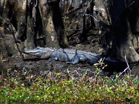 American Alligator spotted while kayaking the Waccamaw River