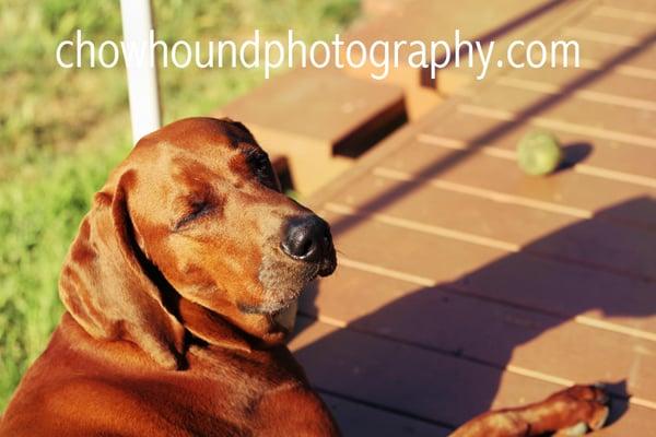 Chowhound Photography