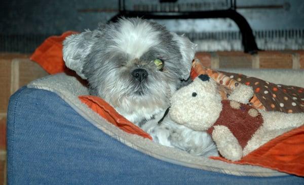 Paula's Pet Sitting & More