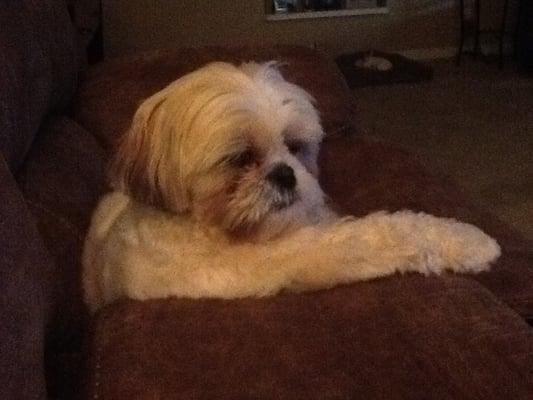 Morgan relaxing after her walk