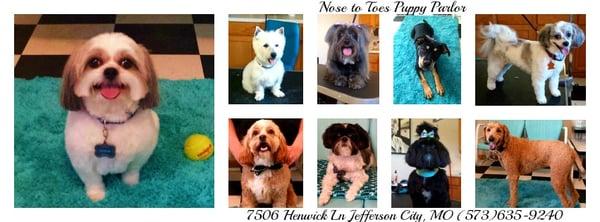 Nose to Toes Puppy Parlor