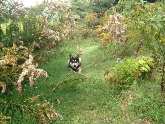 Wagging Tales Dog Care