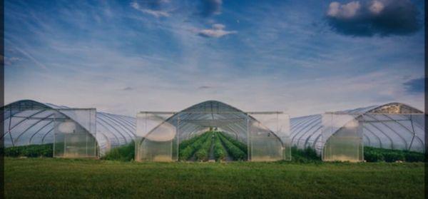 High Country Perennials