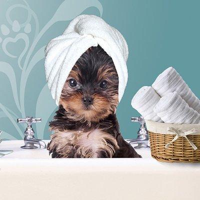Petstyles Grooming Salon