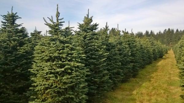 Christmas Trees fresh from Washington farms!