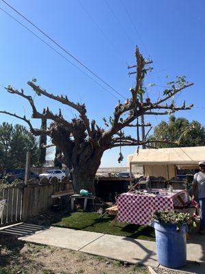 Golden Standards Landscaping